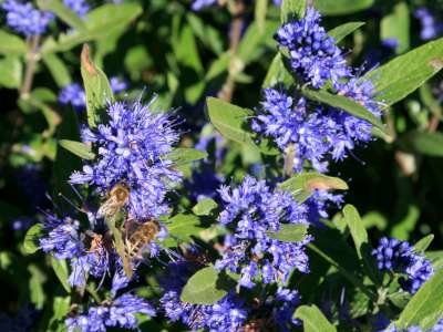 Caryopteris cland. 'Kew Blue', 30-40 3L, Blauwe spirea