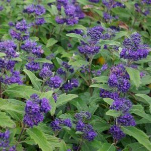 Caryopteris cland. 'Inoveris', 30-40 3L, Blauwe spirea