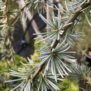 Cedrus libani. 'Blue Fountain', 60-80 3L, Libanonceder