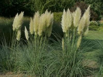 Cortaderia selloana, 3L Pampasgras