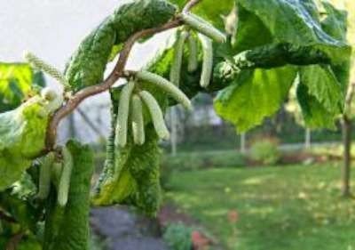 Corylus avellana 'Contorta', 125-150 43L, Krulhazelaar