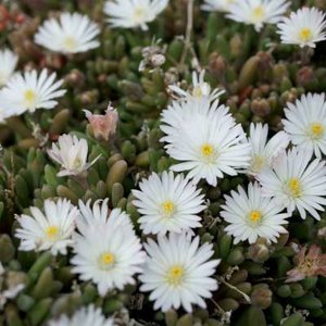 Delosperma congestum 'Album'