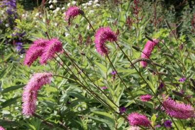 Sanguisorba obtusa, Grote pimpernel