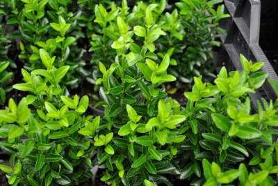 Euonymus jap. 'Green Spire', 25-30 2.5L, Japanse kardinaalshoed ®