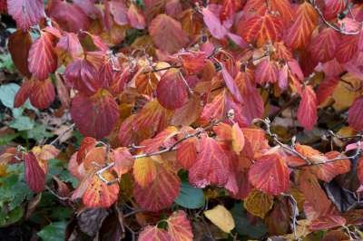 Fothergilla major (Monticola), 40-50 3L Lampenpoetserstruik