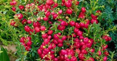 Gaultheria mucr. 'Purpurea', 1.5L Parelbes