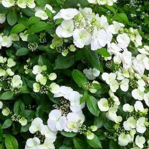 Hydrangea 'Runaway Bride', 30-50 3L, Hortensia