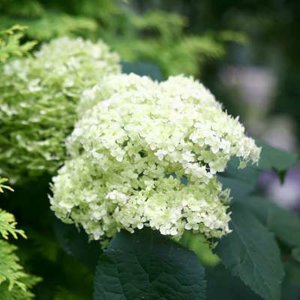 Hydrangea pan. 'Lime Rickey', 30-40 3L, Pluimhortensia