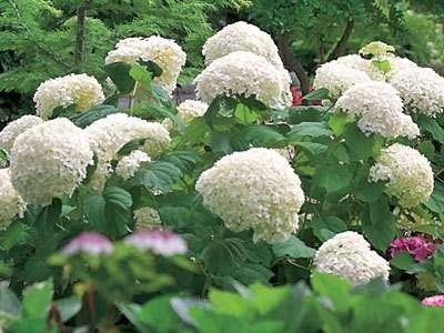 Hydrangea arbor. 'Incrediball' of 'Strong Annabelle', 40-50 5L, Hortensia