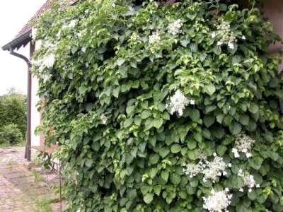 Hydrangea anomala 'Petiolaris', 50-60cm 3L Klimhortensia