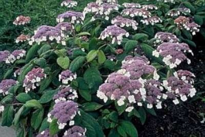 Hydrangea asp. 'Macrophylla', 80-100 Kluit, Fluweelhortensia