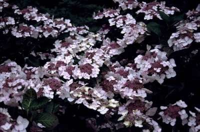 Hydrangea macro. 'Mariesii Grandiflora' 3L, 20-30 Hortensia