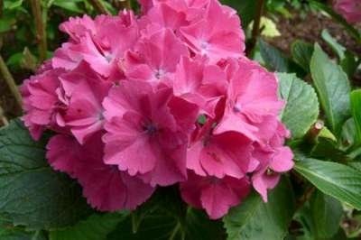 Hydrangea macro. 'Masja', 7.5L, Hortensia (Sibilla)