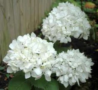 Hydrangea macro. 'Soeur Therese', 7.5L, Hortensia