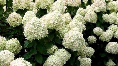 Hydrangea pan. 'Grandiflora', 40-60 cm 3L Pluimhortensia