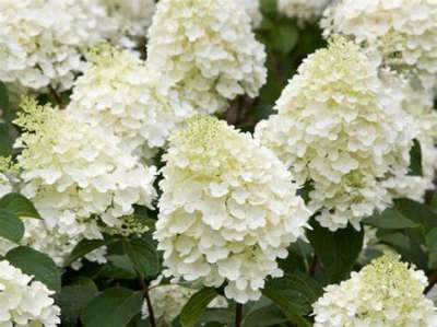 Hydrangea pan. 'Silver Dollar', 40-50 cm 3L Pluimhortensia ®