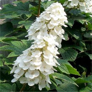 Hydrangea quer. 'Ice Crystal', 25-30 3L, Hortensia