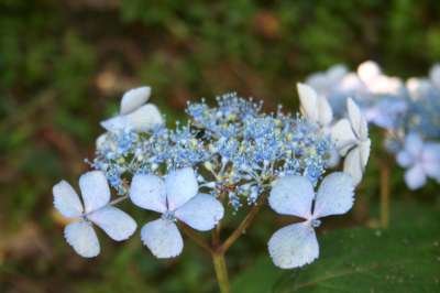 Hydrangea serrata 'Isusai-jaku', 7.5L,Hortensia