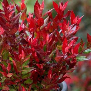 Leucothoe 'Little Flames', 25-30 3L, Druifheide ®