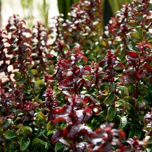 Leucothoe 'Twisting Red', 20-25 2L, Druifheide ®