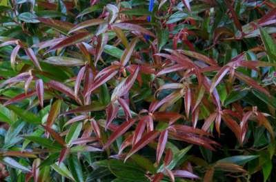 Leucothoe 'Burning Love', 25-30 3L, Druifheide ®