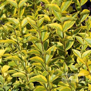 Ligustrum oval. 'Aureum', 50-60 3L, Geelbonte dwergliguster