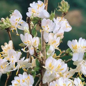 Lonicera 'Winter Beauty', 3L, Kamperfoelie