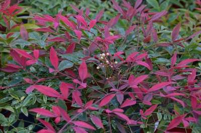 Nandina dom. 'Flirt' 3L, 20-30cm hemelse bamboe