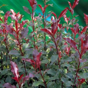 Photinia fras. 'Corallina', 30-40 3L, Glansmispel