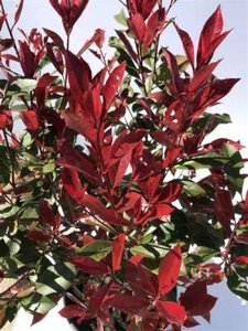 Photinia fras. 'Robusta Compacta', 40-50 3L, Glansmispel