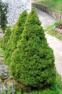 Picea gl. 'Conica', 50-60 5L, Canadese spar