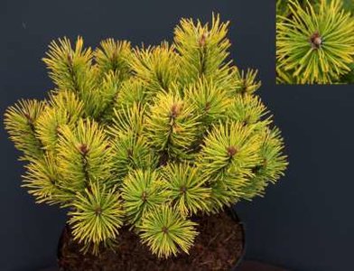 Pinus mugo 'Golden Glow', 20-30 3L