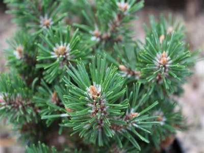 Pinus mugo 'Humpy', 15-20 3L