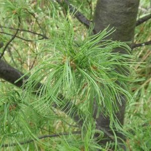 Pinus strobus 'Torulosa', 30-40 5L, Witte pijnboom