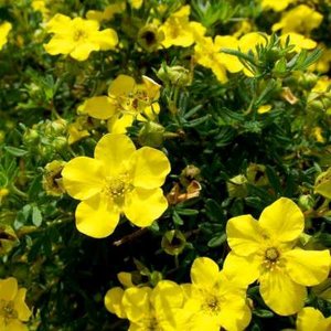 Potentilla frut. 'Bella Lindsay', 20-25 3L, Struikganzerik