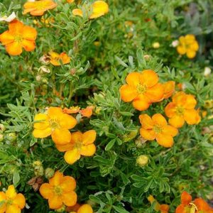 Potentilla frut. 'Bella Sol', 20-25 3L, Struikganzerik