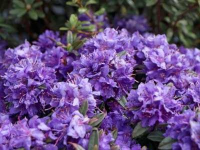 Rhododendron 'Azurika', 25-30 4L