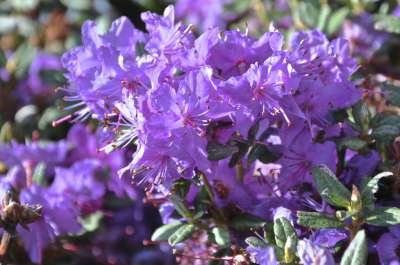 Rhododendron 'Blue Silver', 25-30 4L