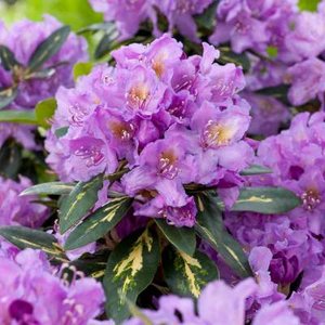 Rhododendron 'Goldflimmer', 30-40 5L