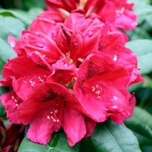 Rhododendron 'Lord Roberts', 30-40 5L