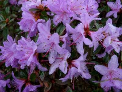 Rhododendron 'Moerheim', 25-30 4L