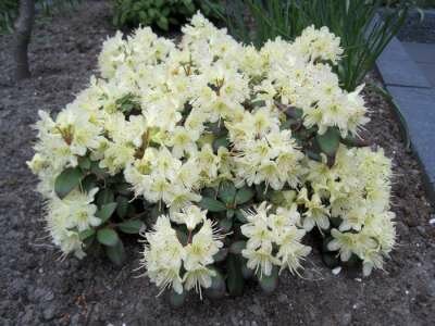 Rhododendron 'Princess Anne', 25-30 2L