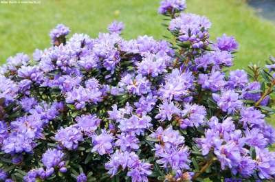 Rhododendron 'Purple Pillow', 25-30 3L