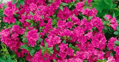 Azalea jap. 'Geisha Purple', 25-30 3L (=Rhododendron)