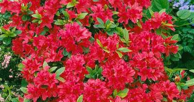 Azalea jap. 'Geisha Red', 25-30 3L (=Rhododendron)