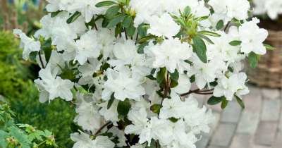 Azalea jap. 'Mary Helen', 25-30 3L (=Rhododendron)