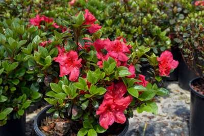 Azalea jap. 'Vuyk's Scarlet', 25-30 3L (=Rhododendron)