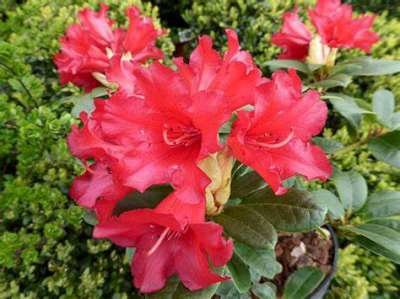 Rhododendron 'Bengal', 25-30 3L