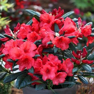 Rhododendron 'Elizabeth', 25-30 3L