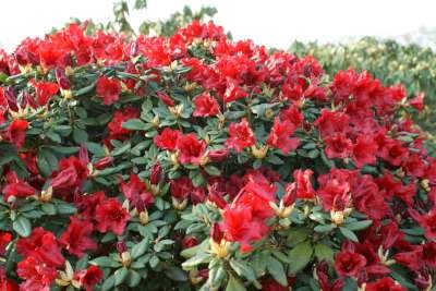 Rhododendron 'Scarlet Wonder', 25-30 3L